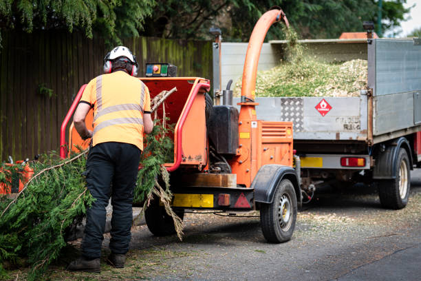 Best Tree Mulching  in Cambridge, MN